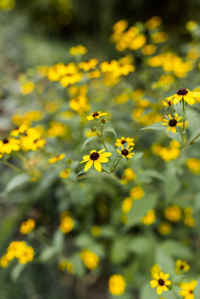 Florist Branding Photography in Boyertown PA at Flower Farm, Flower Detail