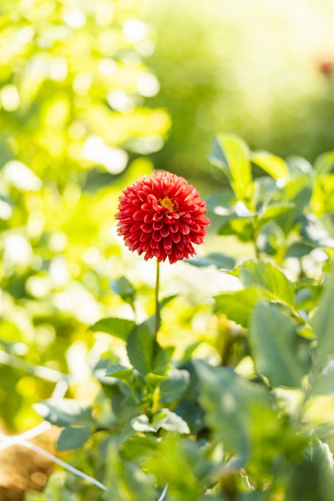 Florist Branding Photography in Boyertown PA at Flower Farm, Flower Detail