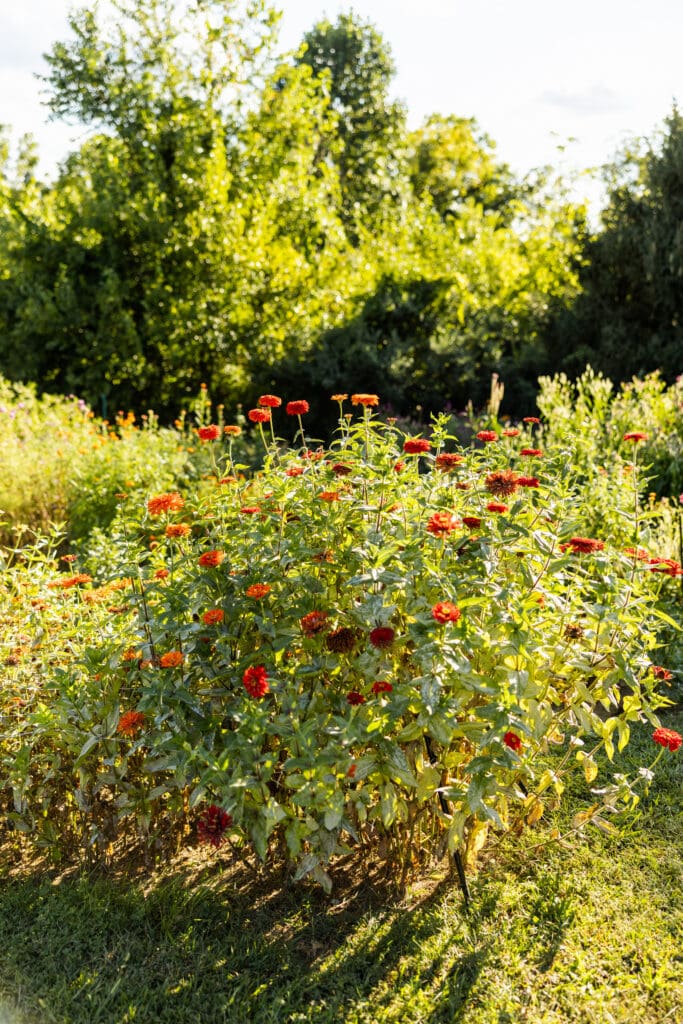 Florist Branding Photography in Boyertown PA at Flower Farm, Flower Field