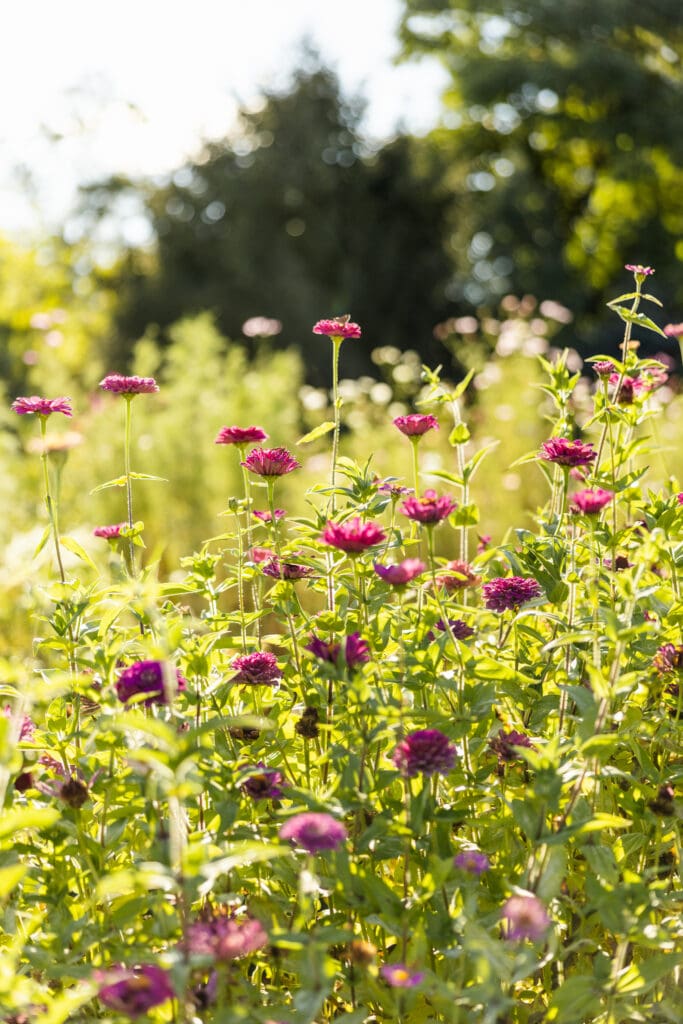 Florist Branding Photography in Boyertown PA at Flower Farm, Flower Detail